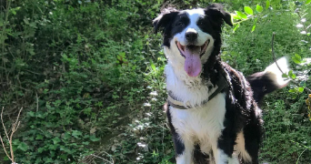 valentin pet sitter à MONTREUIL 93100_2