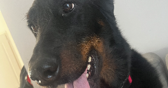 marion pet sitter à TOURS 37000_0