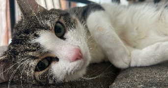 samara pet sitter à ASNIERES SUR SEINE 92600_0