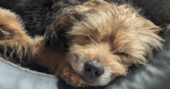 maureen pet sitter à CHASNE SUR ILLET 35250_1