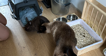 théo pet sitter à PLOUGUIN 29830_2