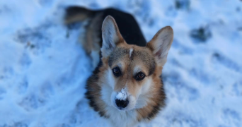 johanna pet sitter à MANOM 57100_2