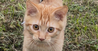 kelly pet sitter à LAIZE 71870_9