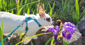 erine pet sitter à MANDELIEU LA NAPOULE 06210_0