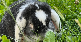 loan pet sitter à MERIEL 95630_2