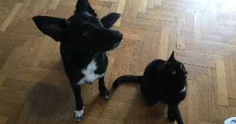 estelle pet sitter à LILLE 59000_3