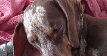 dominique dog sitter à GAGNY 93220_5