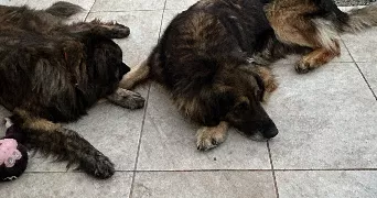 cindy pet sitter à PORNIC 44210