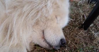 killian pet sitter à LONGUENEE EN ANJOU 49770_3