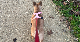 nathalie pet sitter à Saint nazaire 44600_3