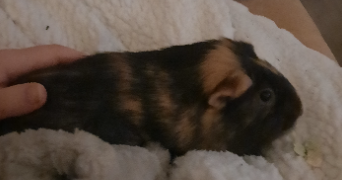 maeliss pet sitter à OSNY 95520_2