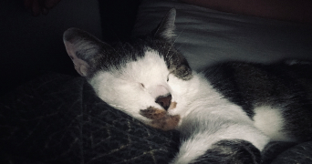 lucie pet sitter à CLAMART 92140_4