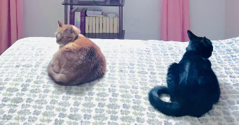 catarina pet sitter à PARIS 04 75004_2