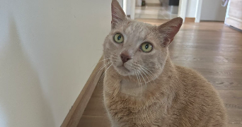 leyla pet sitter à SARRALBE 57430_6