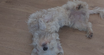 mathilde pet sitter à Montbéliard 25200_3
