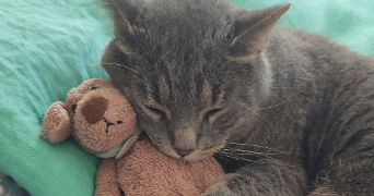 passionnée pet sitter à GAILHAN 30260_3