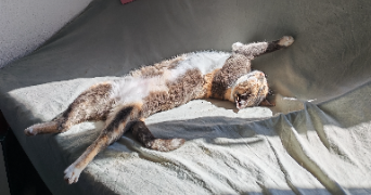 léa pet sitter à VITROLLES 13127_3