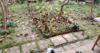 jacques pet sitter à AUBAGNE 13400_2