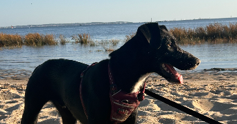 manon pet sitter à VILLENEUVE SUR LOT 47300_1