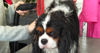 marine pet sitter à CHARMOY 89400_3