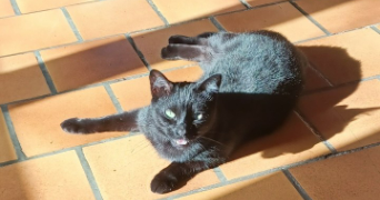 emma pet sitter à LA ROCHELLE 17000_6