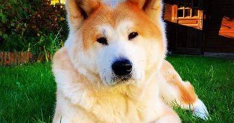 mélanie pet sitter à RONCQ 59223_1