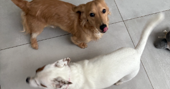 chiara pet sitter à PARIS 05 75005_9