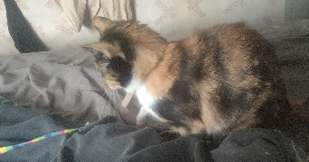 océane pet sitter à VANDOEUVRE LES NANCY 54500_3