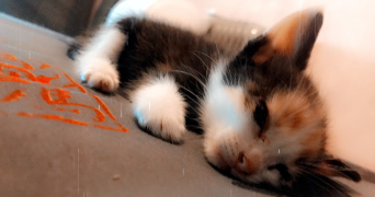 elies pet sitter à POURCIEUX 83470_2