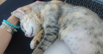 amélie pet sitter à ANNECY 74000_2