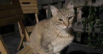 valentine pet sitter à FABREGUES 34690_9