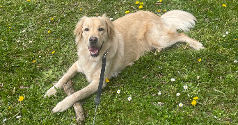 laetitia pet sitter à JURY 57245_7