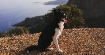 camille pet sitter à BARBERAZ 73000_2
