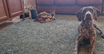 raphaelle pet sitter à MONTPELLIER 34000_2