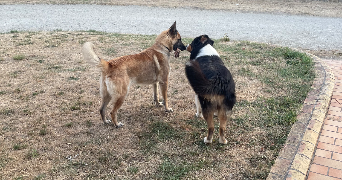 carine pet sitter à SEMBLANCAY 37360_7