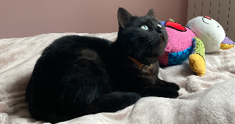lou pet sitter à DIJON 21000_3
