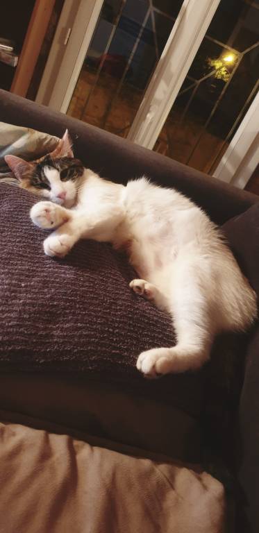 lesly pet sitter à BLAGNAC 31700_4