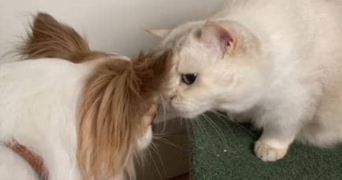 anne pet sitter à Issy-les-Moulineaux 92130_2