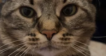 sahra pet sitter à SARTROUVILLE 78500
