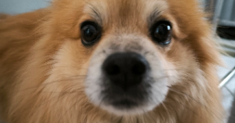 eline pet sitter à RONCQ 59223_4