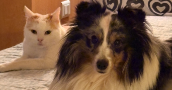 emily pet sitter à MULHOUSE 68100_0