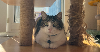 manon pet sitter à TOULOUSE 31200_1