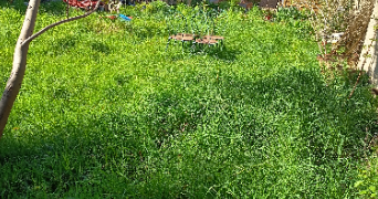 emmanuelle pet sitter à SOTTEVILLE LES ROUEN 76300_7