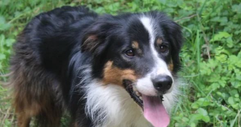 ruby pet sitter à REALMONT 81120_6