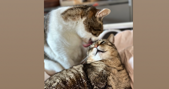 tatiana pet sitter à ABLEIGES 95450_3