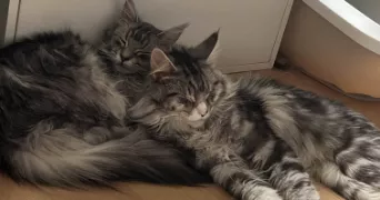 naïl pet sitter à VAULX EN VELIN 69120