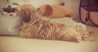 ELODIE pet sitter à Saint-Laurent-du-Var 06700_1