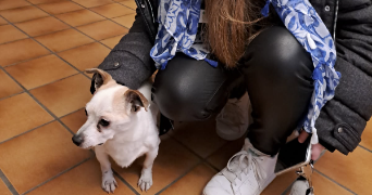 noa pet sitter à MITRY MORY 77290_2