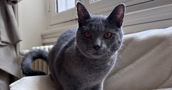 léanne pet sitter à LYON 06 69006_1