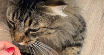 emma pet sitter à NANTES 44000_2